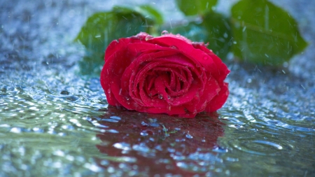 Rose in Rain - flowers, nature, red, rain, macro, rose