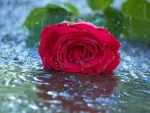 Rose in Rain