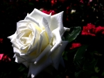 White Rose