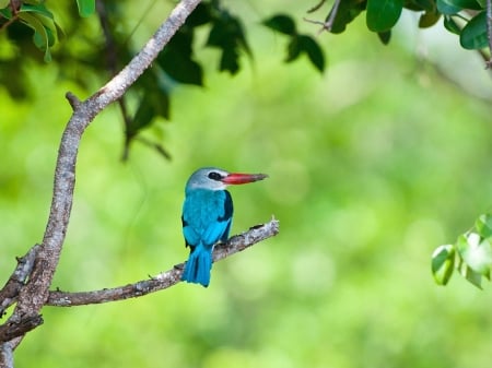 Kingfisher - bird, blue, kingfisher, green, cute, pasare