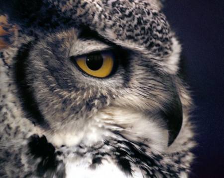 Owl - eye, owl, bird, pasare