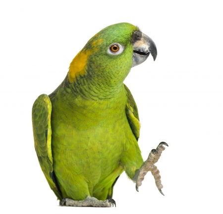 Parrot - white, papagal, parrot, green, pasare, bird