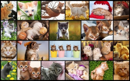 Kittens - animal, pisica, kitten, collage, cat