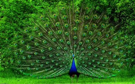 Peacock