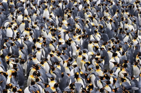 Penguins - white, penguin, pasare, bird, black, yellow, texture, skin