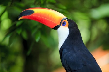 Toucan - toucan, pasare, bird, black, orange, green