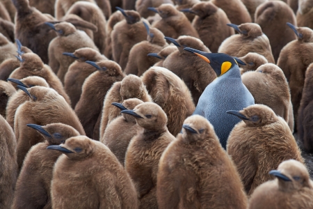 Penguins - bird, cute, pasare, baby, penguin