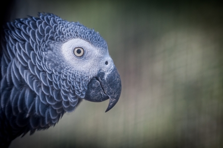 Parrot - pasare, bird, parrot, grey, papagal