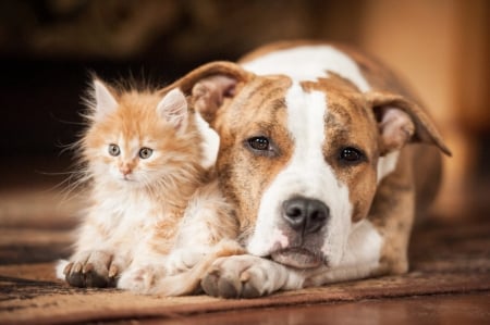 :) - pisica, animal, kitten, cat, couple, dog