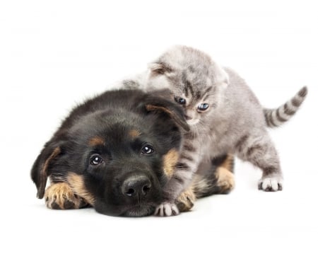 :) - black, animal, kitten, cute, dog, puppy, couple, cat