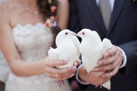 :) - white, wedding, porumbel, dove, couple, hand, pasare