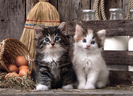 Kittens - animal, pisica, kitten, cute, egg, couple, cat