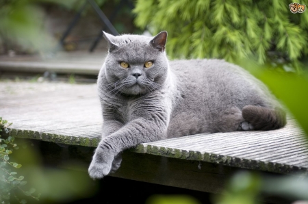 Cat - pisica, animal, cat, paw, grey, green