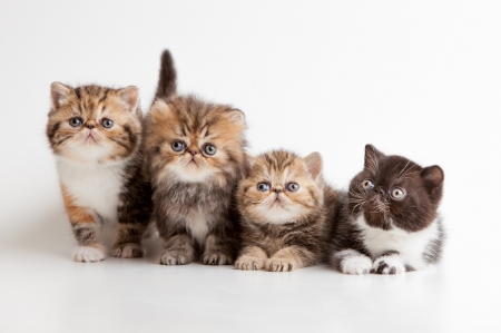 Kittens - pisica, animal, kitten, cute, cat