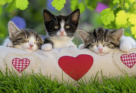 Kittens - heart, summer, cat, pisica, white, animal, canima, kitten, red, green, cute