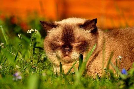 sleeping cat - photography, animals, cats, cute, grass