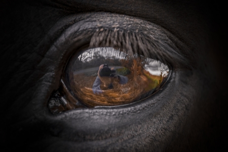 Horse eye