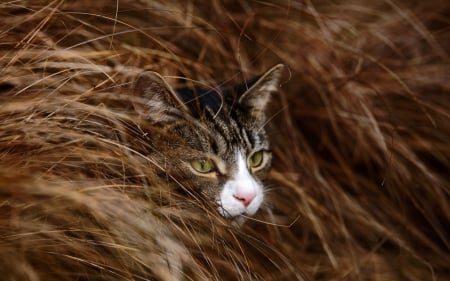 Cat - pisica, brown, animal, cat, hiding