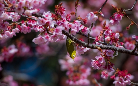 Spring - flower, pasare, bird, pink, spring, blossom, cherry, sakura