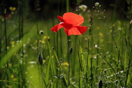 poppy - flowers, poppy, nature, green, photography, beauty, grass, cool