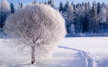 White Trees - wintre, white, nature, trees, snow