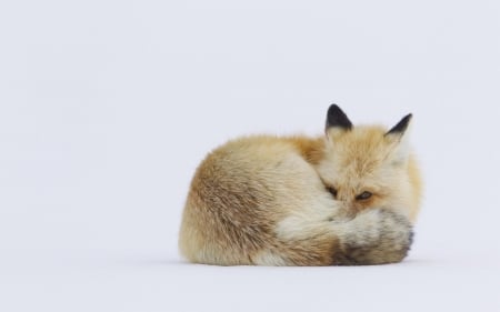 Red Fox - snow, foxes, animals, red fox