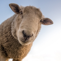 Close Up Sheep