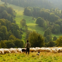 Watching The Sheep