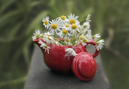 ♥ - daisies, abstract, flowers, soft