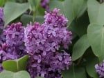 LOVELY LILAC FLOWERS