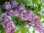 SPRING LILACS