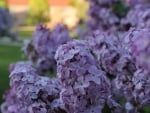 LILAC FLOWERS