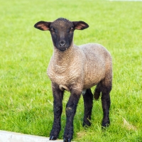 Little Lamb