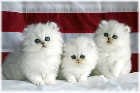 Three White Kittens - white, three, baby, cats, animals, kittens