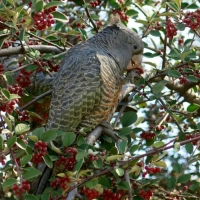 FEMALE GANG GANG COCKATOO