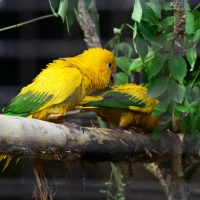 GOLDEN CONURE PARROTS