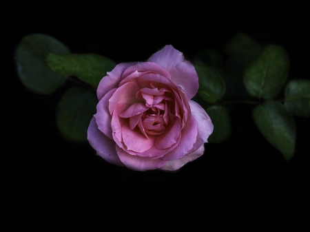 Lovely Rose - flowers, rose, petals, nature