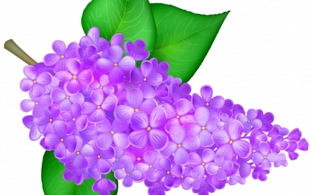 Lilac - white, green, lilac, spring, card, flower, pink