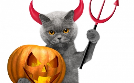 Happy Halloween! - halloweeen, orange, cat, horns, pisica, grey, animal, funny, demon