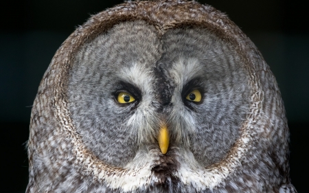 Owl - owl, bird, skin, pasare, eyes, bufnita, face