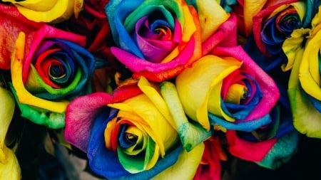 Rainbow roses - skin, colorful, rainbow, trandafir, rose, texture, flower