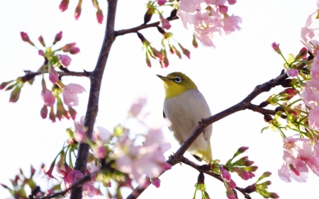 Spring - flower, bird, pasare, pink, spring