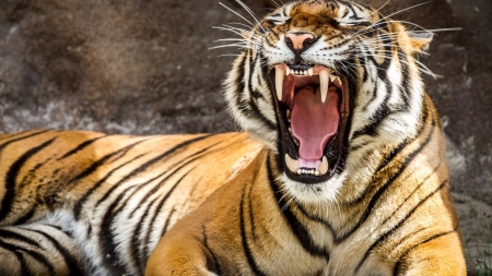 Tiger Sneeze - Black, Tiger, Sneeze, Orange, White