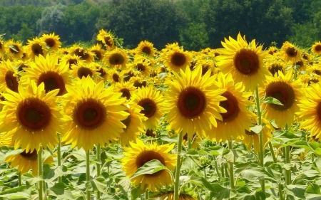 Sunflowers - nature, sunflowers, yellow, summer, flowers