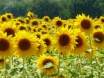 Sunflowers