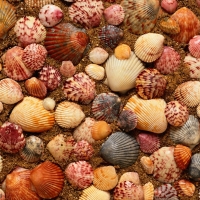 Shells in Sand