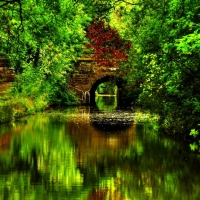 Green Forest Reflection