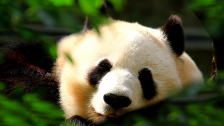 Sweet Panda - Animals, Sweet, Black, Other, Panda, White