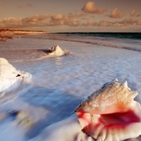 Seashells By The Sea