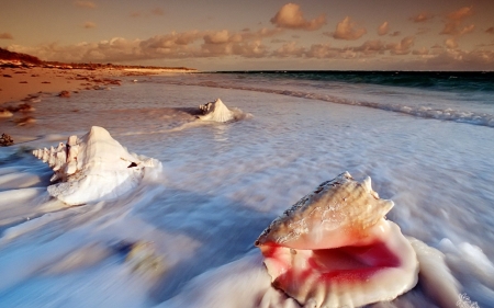 Seashells By The Sea - Seashells, Nature, Sea, Beach